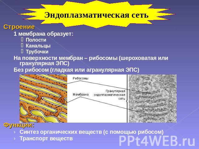 Эндоплазматическая сеть Строение1 мембрана образует:ПолостиКанальцыТрубочкиНа поверхности мембран – рибосомы (шероховатая или гранулярная ЭПС)Без рибосом (гладкая или агранулярная ЭПС)Функции:Синтез органических веществ (с помощью рибосом)Транспорт …