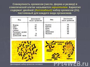Совокупность хромосом (число, форма и размер) в соматической клетке называется к