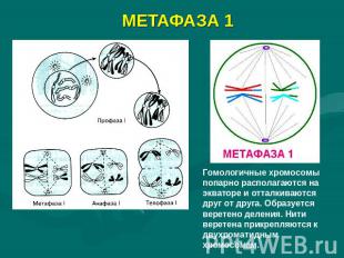 МЕТАФАЗА 1 Гомологичные хромосомы попарно располагаются на экваторе и отталкиваю