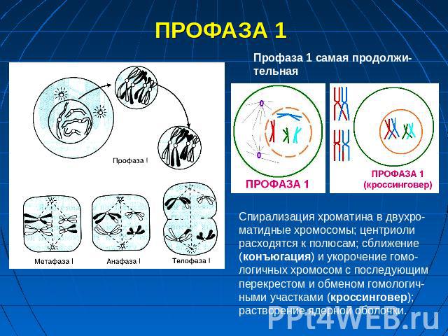 ПРОФАЗА 1 Спирализация хроматина в двухро-матидные хромосомы; центриоли расходятся к полюсам; сближение (конъюгация) и укорочение гомо-логичных хромосом с последующим перекрестом и обменом гомологич-ными участками (кроссинговер); растворение ядерной…