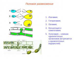 Половое размножениеИзогамия;Гетерогамия;Оогамия;Конъюгация и соматогамия;Хологам