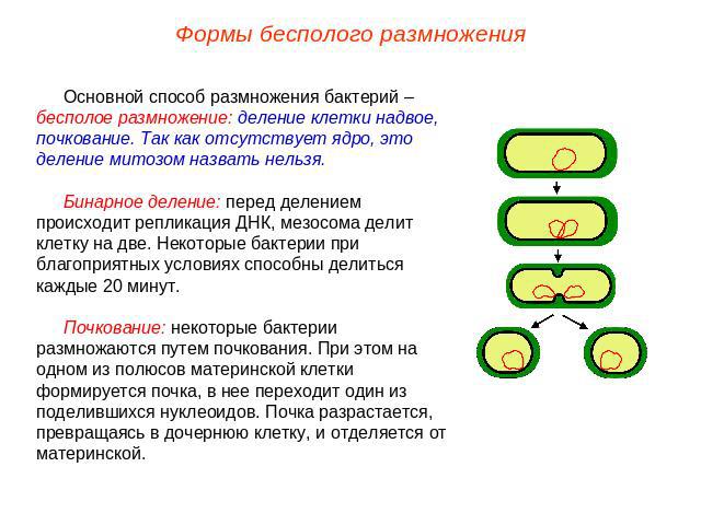 Формы бесполого размножения Основной способ размножения бактерий – бесполое размножение: деление клетки надвое, почкование. Так как отсутствует ядро, это деление митозом назвать нельзя.Бинарное деление: перед делением происходит репликация ДНК, мезо…