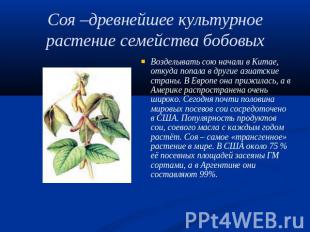 Соя –древнейшее культурное растение семейства бобовых Возделывать сою начали в К