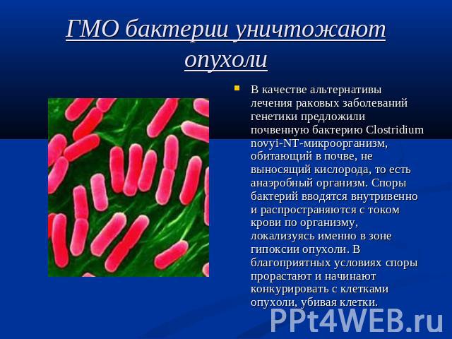ГМО бактерии уничтожают опухоли В качестве альтернативы лечения раковых заболеваний генетики предложили почвенную бактерию Сlostridium novyi-NT-микроорганизм, обитающий в почве, не выносящий кислорода, то есть анаэробный организм. Споры бактерий вво…