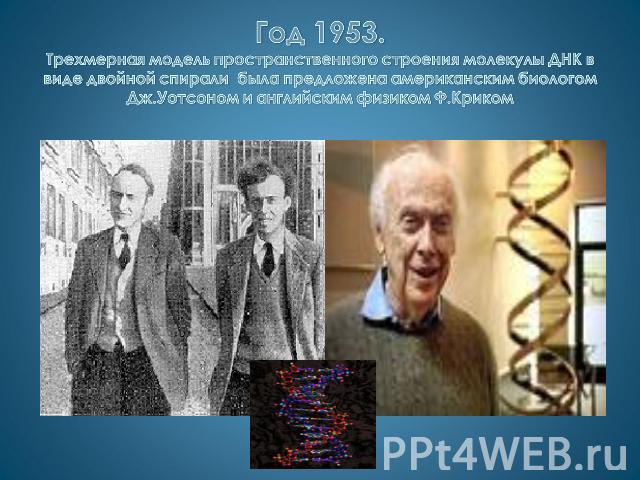Год 1953. Трехмерная модель пространственного строения молекулы ДНК в виде двойной спирали была предложена американским биологом Дж.Уотсоном и английским физиком Ф.Криком