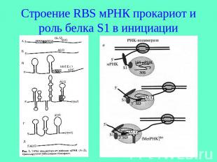 Строение RBS мРНК прокариот и роль белка S1 в инициации