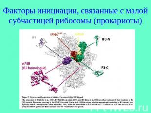 Факторы инициации, связанные с малой субчастицей рибосомы (прокариоты)