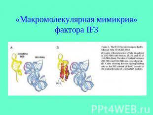 «Макромолекулярная мимикрия» фактора IF3