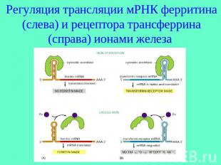 Регуляция трансляции мРНК ферритина (слева) и рецептора трансферрина (справа) ио