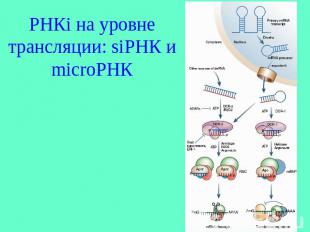РНКi на уровне трансляции: siРНК и microРНК
