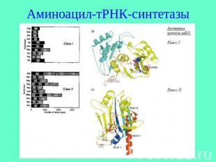 Аминоацил-тРНК-синтетазы