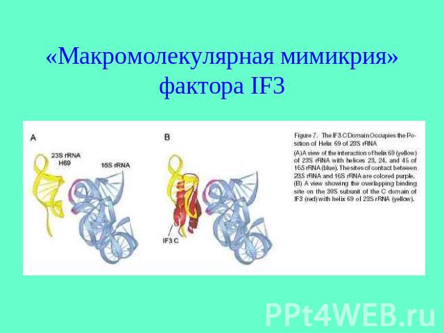«Макромолекулярная мимикрия» фактора IF3
