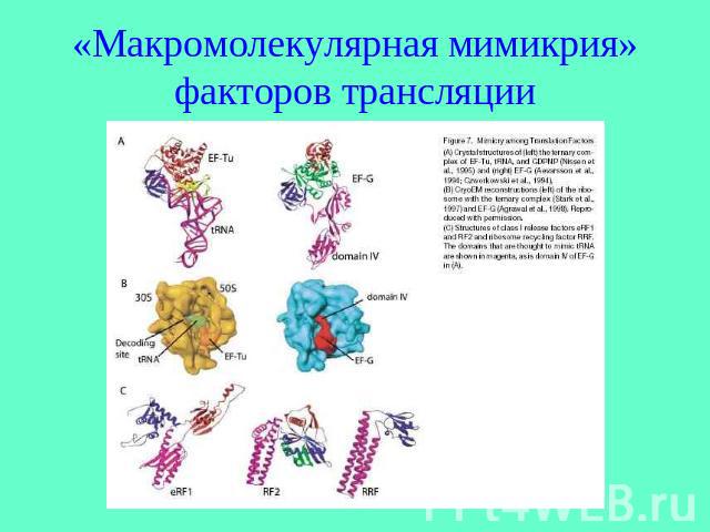 «Макромолекулярная мимикрия» факторов трансляции