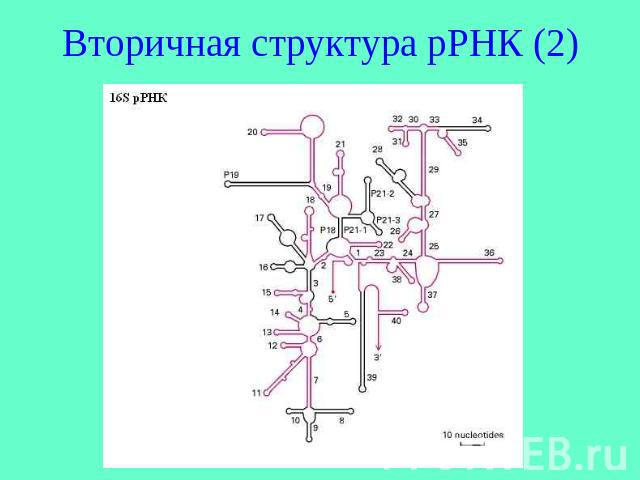 Вторичная структура рРНК (2)