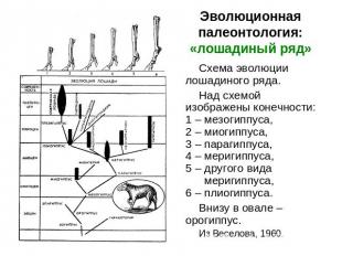 Эволюционная палеонтология:«лошадиный ряд» Схема эволюции лошадиного ряда.Над сх