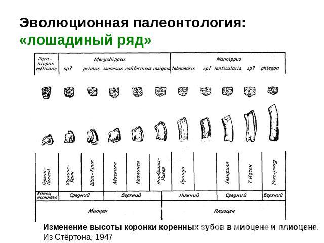 Эволюционная палеонтология:«лошадиный ряд» Изменение высоты коронки коренных зубов в миоцене и плиоцене. Из Стёртона, 1947