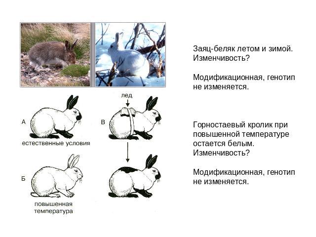 Заяц-беляк летом и зимой. Изменчивость?Модификационная, генотип не изменяется.Горностаевый кролик при повышенной температуре остается белым. Изменчивость?Модификационная, генотип не изменяется.