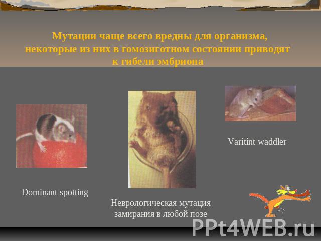 Мутации чаще всего вредны для организма, некоторые из них в гомозиготном состоянии приводят к гибели эмбрионаDominant spottingНеврологическая мутация замирания в любой позеVaritint waddler