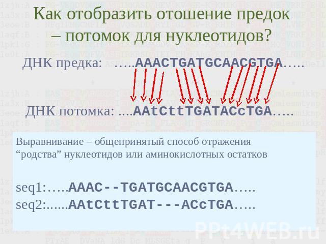 Как отобразить отошение предок – потомок для нуклеотидов? Выравнивание – общепринятый способ отражения“родства” нуклеотидов или аминокислотных остатковseq1:…..AAAC--TGATGCAACGTGA…..seq2:......AAtCttTGAT---ACcTGA…..