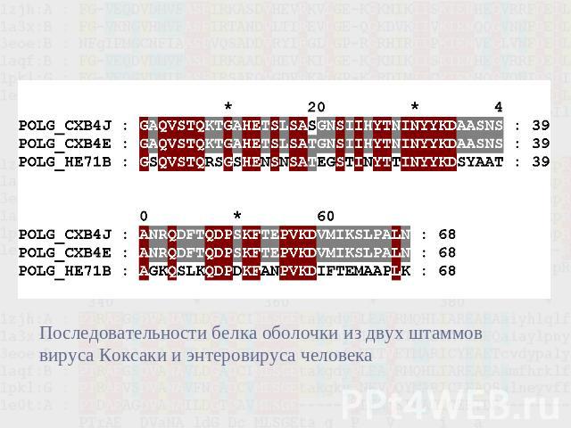 Последовательности белка оболочки из двух штаммоввируса Коксаки и энтеровируса человека