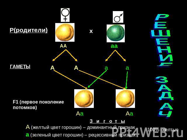Р(родители)ГАМЕТЫF1 (первое поколение потомков)А (желтый цвет горошин) – доминантный признака (зеленый цвет горошин) – рецессивный признакРЕШЕНИЕ ЗАДАЧ