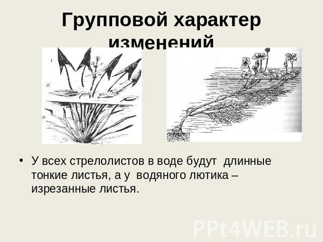 Групповой характер изменений У всех стрелолистов в воде будут длинные тонкие листья, а у водяного лютика – изрезанные листья.