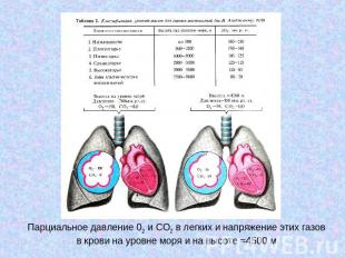 Парциальное давление 02 и СО2 в легких и напряжение этих газов в крови на уровне