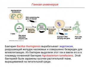 Генная инженерия Бактерия Bacillus thuringiensis вырабатывает эндотоксин, разруш