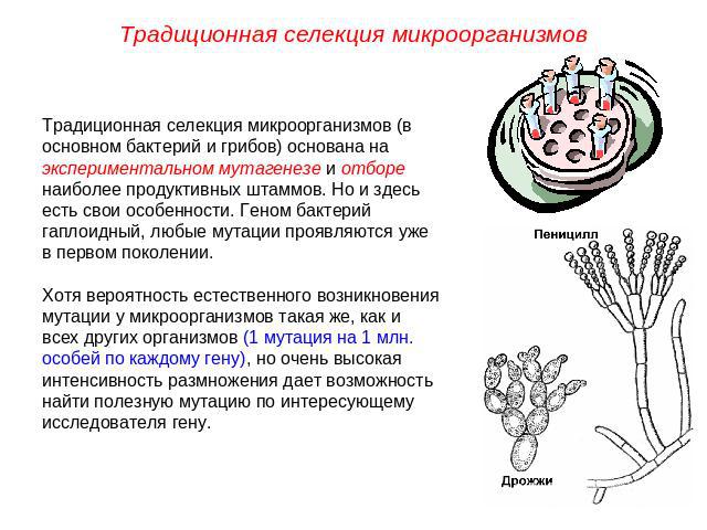 Традиционная селекция микроорганизмов Традиционная селекция микроорганизмов (в основном бактерий и грибов) основана на экспериментальном мутагенезе и отборе наиболее продуктивных штаммов. Но и здесь есть свои особенности. Геном бактерий гаплоидный, …