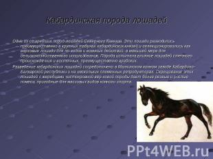 Кабардинская порода лошадей Одна из старейших пород лошадей Северного Кавказа. Э