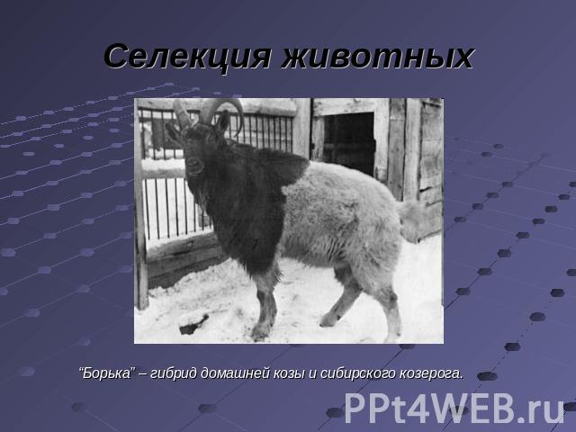 Селекция животных “Борька” – гибрид домашней козы и сибирского козерога.
