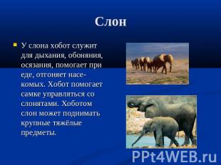 Слон У слона хобот служит для дыхания, обоняния, осязания, помогает при еде, отг