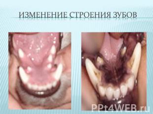 Изменение строения зубов