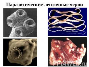 Паразитические ленточные черви