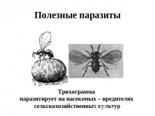 Полезные паразиты Трихограмма паразитирует на насекомых – вредителях сельскохозя