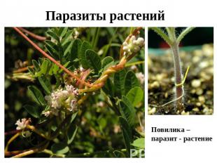 Паразиты растений Повилика – паразит - растение