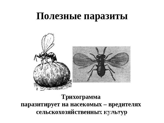 Полезные паразиты Трихограмма паразитирует на насекомых – вредителях сельскохозяйственных культур