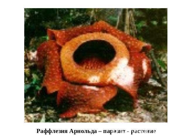 Раффлезия Арнольда – паразит - растение