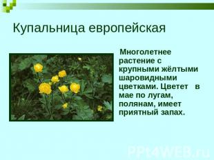 Купальница европейская Многолетнее растение с крупными жёлтыми шаровидными цветк