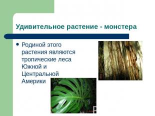Удивительное растение - монстера Родиной этого растения являются тропические лес