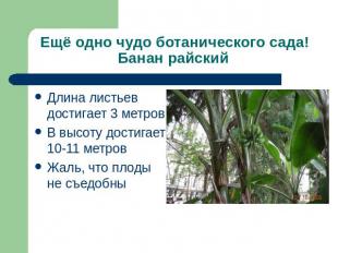 Ещё одно чудо ботанического сада! Банан райский Длина листьев достигает 3 метров