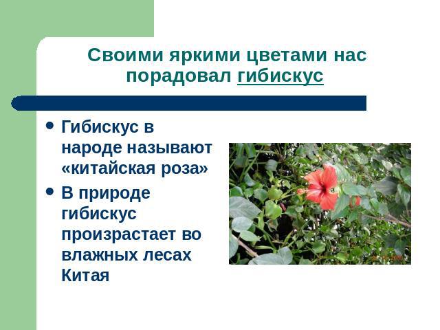 Своими яркими цветами нас порадовал гибискус Гибискус в народе называют «китайская роза»В природе гибискус произрастает во влажных лесах Китая