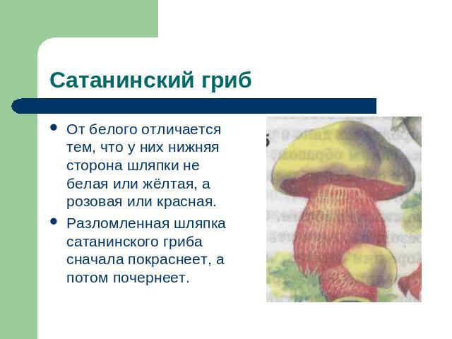 Сатанинский гриб От белого отличается тем, что у них нижняя сторона шляпки не белая или жёлтая, а розовая или красная.Разломленная шляпка сатанинского гриба сначала покраснеет, а потом почернеет.