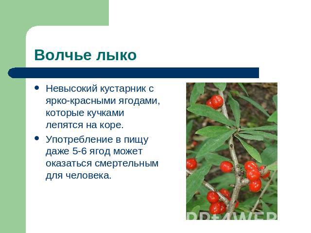 Волчье лыко Невысокий кустарник с ярко-красными ягодами, которые кучками лепятся на коре.Употребление в пищу даже 5-6 ягод может оказаться смертельным для человека.