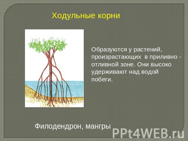 Ходульные корниОбразуются у растений, произрастающих в приливно - отливной зоне. Они высоко удерживают над водой побеги.Филодендрон, мангры