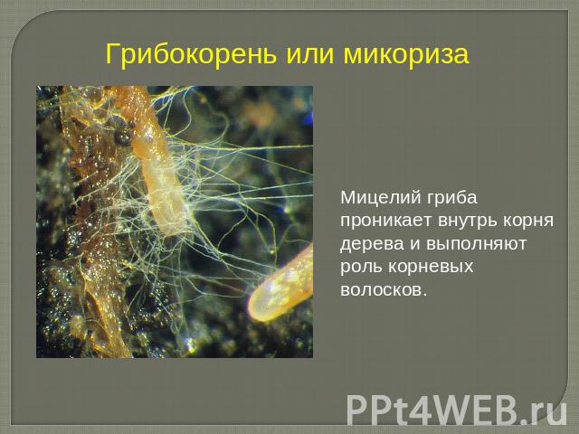 Грибокорень или микоризаМицелий гриба проникает внутрь корня дерева и выполняют роль корневых волосков.