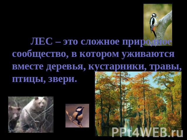 ЛЕС – это сложное природное сообщество, в котором уживаются вместе деревья, кустарники, травы, птицы, звери.