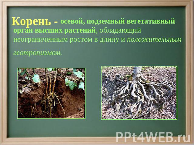 осевой, подземный вегетативный орган высших растений, обладающий неограниченным ростом в длину и положительным геотропизмом.