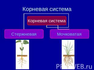 Корневая система