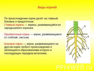 Виды корней По происхождению корни делят на главный, боковые и придаточные.Главн